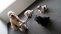 Doggy Play Group